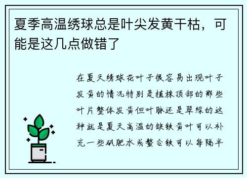 夏季高温绣球总是叶尖发黄干枯，可能是这几点做错了
